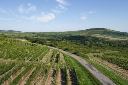 regione vinicola del tokaj in ungheria